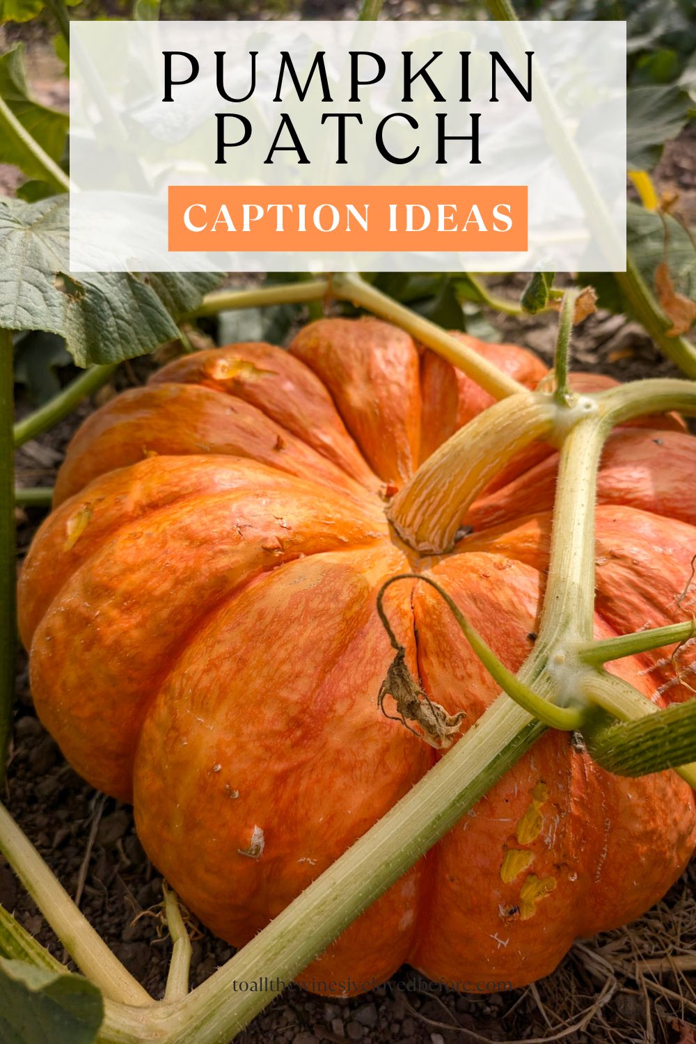 100+ Pumpkin Patch Captions for Cozy Fall Adventures